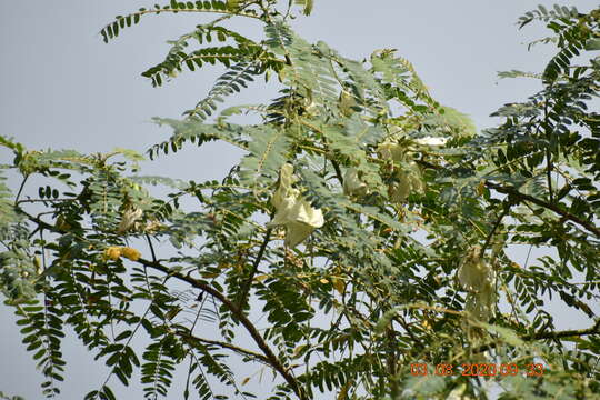 Слика од Sesbania grandiflora (L.) Pers.