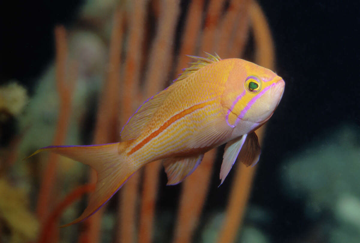 Image of One-stripe anthias