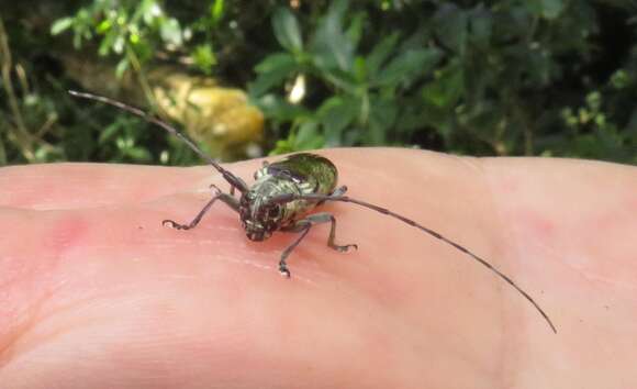 Image of Prosopocera (Paralphitopola) sofala (Distant 1898)