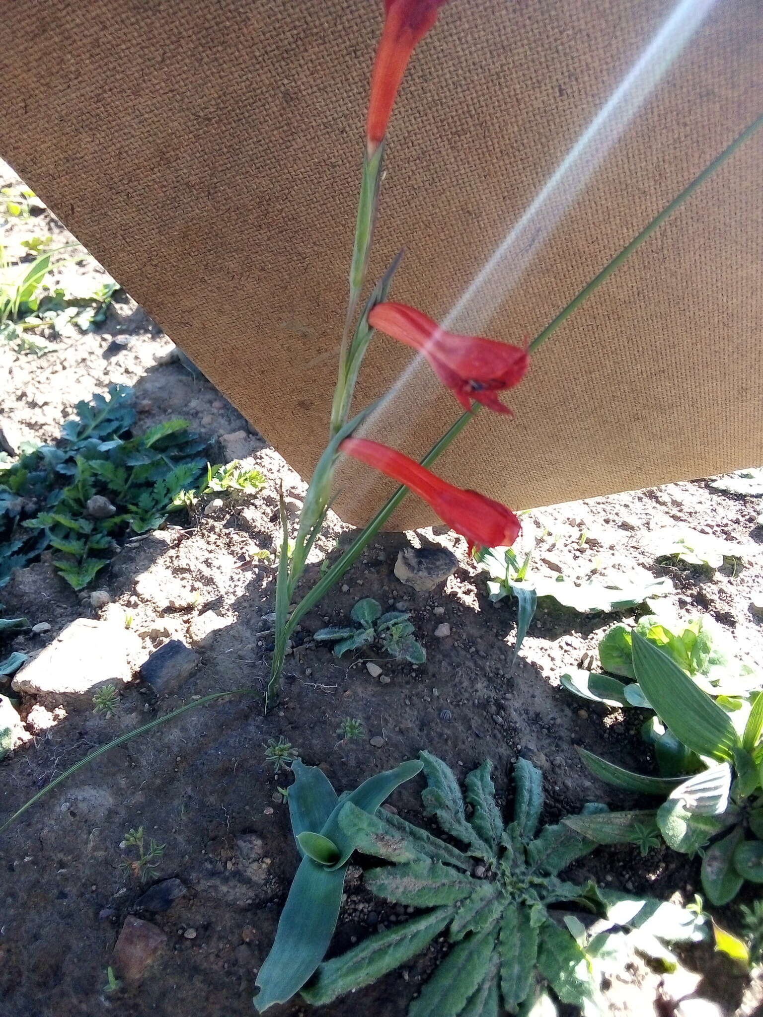 Image of Gladiolus watsonius Thunb.