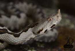 صورة Vipera ammodytes ammodytes (Linnaeus 1758)