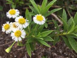 Image of Erigeron lancifolius Hook. fil.