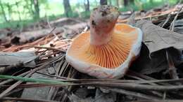 Слика од Lactarius salmoneus Peck 1898