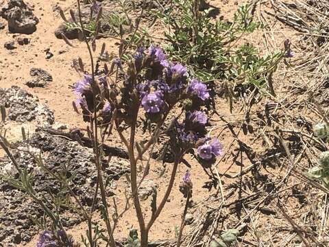 Image of gypsum phacelia