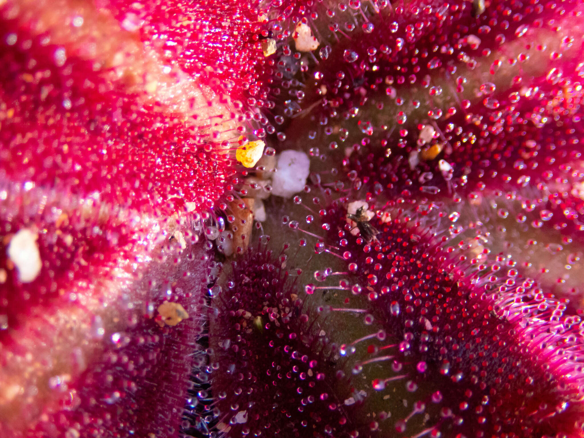 Image of Drosera erythrorhiza subsp. squamosa (Benth.) N. Marchant & Lowrie