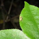 Image of Brachyolus punctatus White 1846