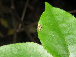 Image of Brachyolus punctatus White 1846