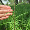 Image of Artemisia integrifolia L.