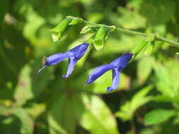 Salvia coerulea Benth. resmi