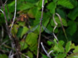 Image of Eastern Willow Spreadwing