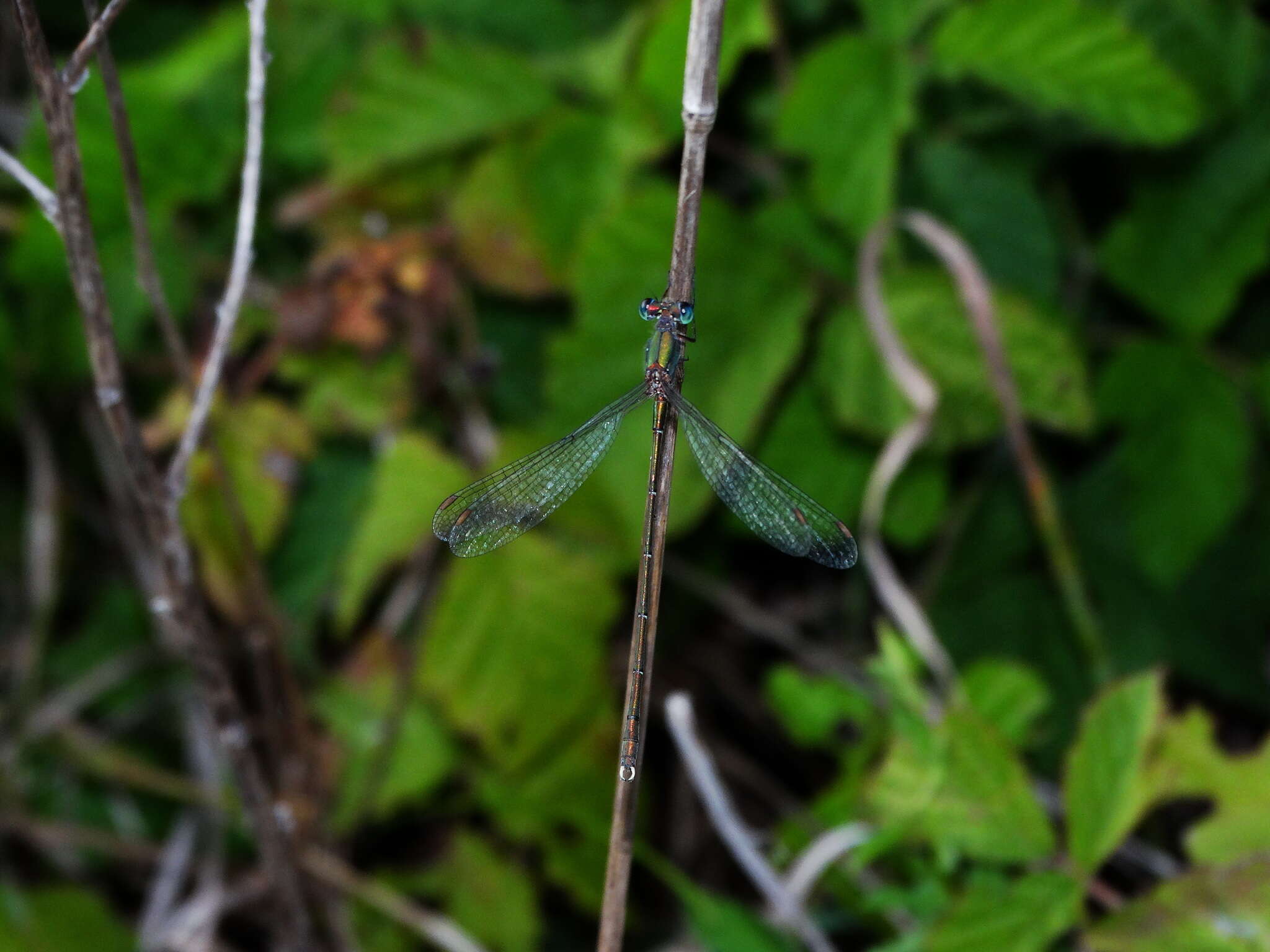 Image of Eastern Willow Spreadwing