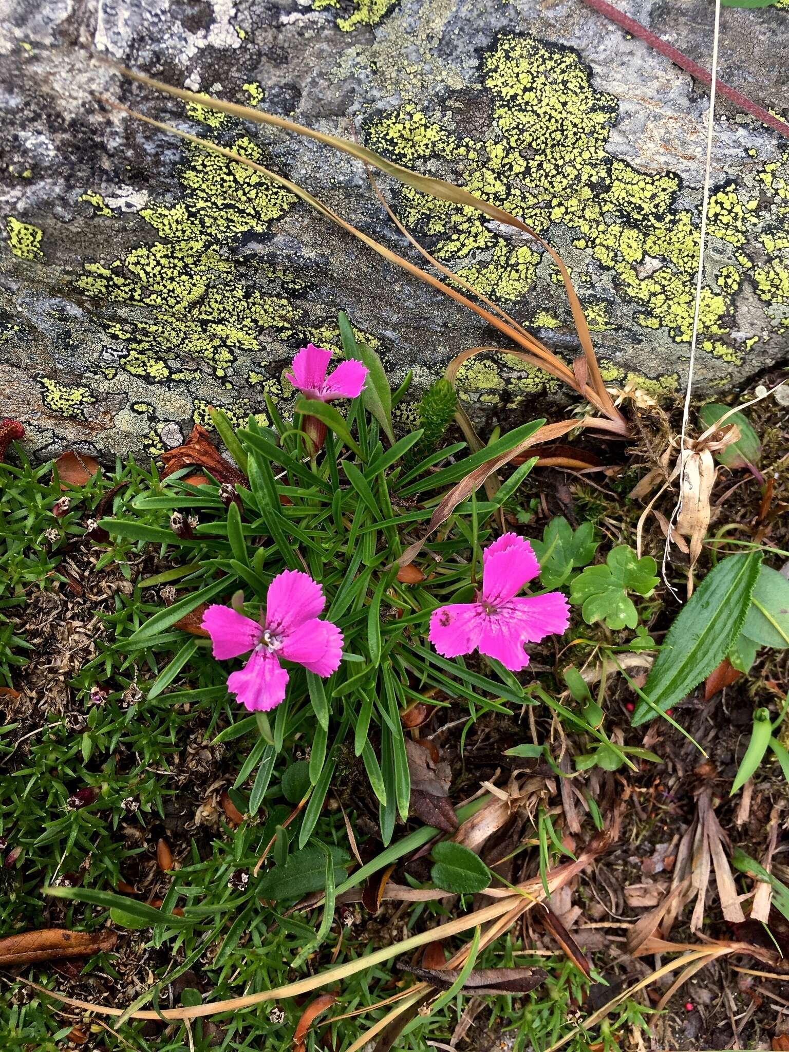 Image of Glacier Pink