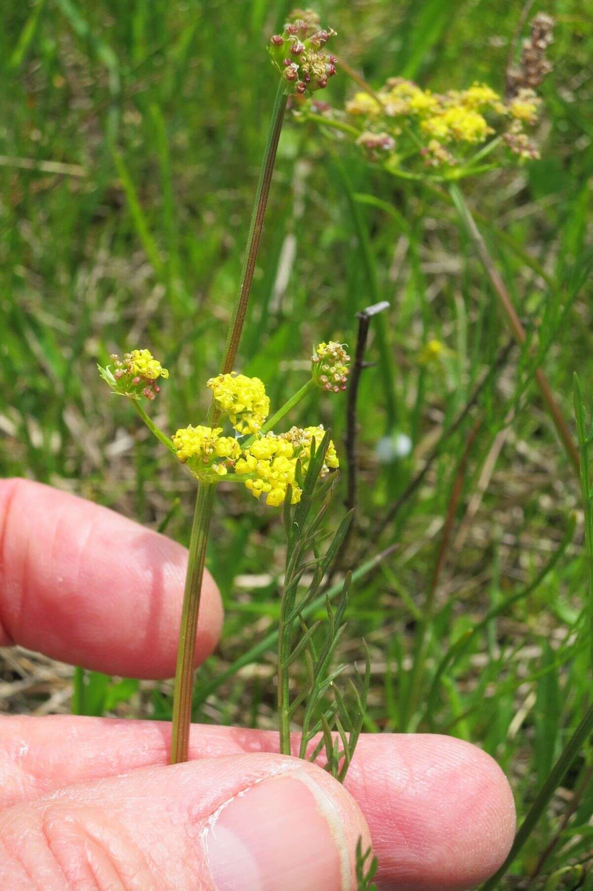 صورة Lomatium bradshawii (Rose ex Mathias) Mathias & Constance