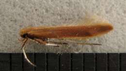 Imagem de Caloptilia invariabilis (Braun 1927)