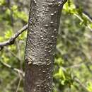 Image of Lance-Leaf Buckthorn
