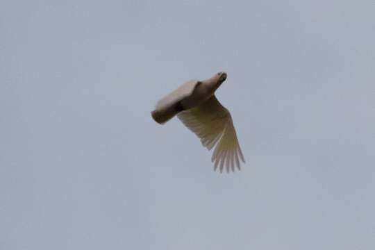 Image of Sulphur-crested Cockatoo