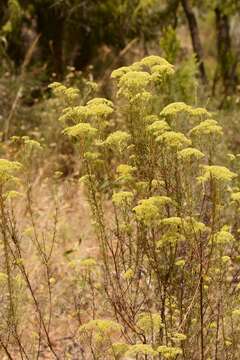 Cassinia diminuta Orchard resmi