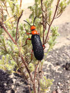 Image of Master Blister Beetle