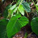Image of Philodendron pseudoverrucosum Croat