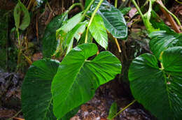 Image of Philodendron pseudoverrucosum Croat