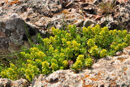 Image of Cruciata taurica (Pall. ex Willd.) Ehrend.