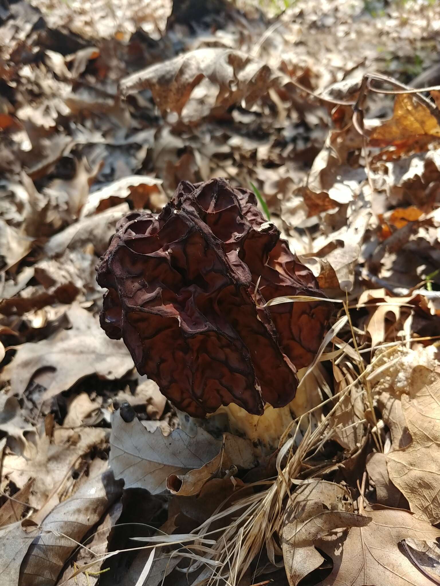 Imagem de Discina caroliniana (Bosc) Eckblad 1968