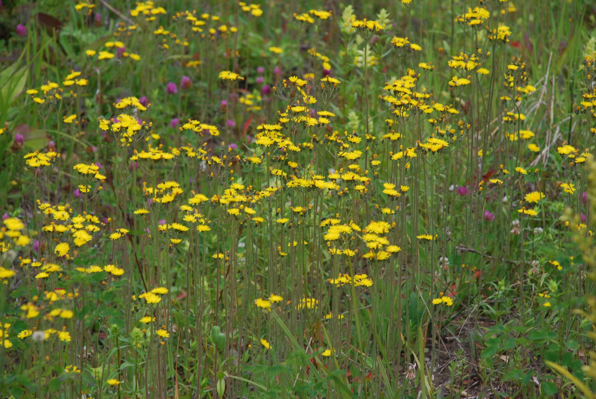 Image of hawkweed