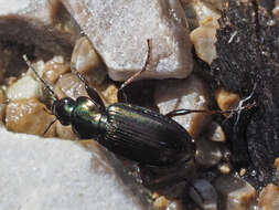 Image of Ground beetle