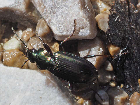 Agonum (Agonum) muelleri (Herbst 1784)的圖片