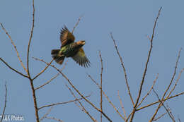 Image of South African Brown Parrot