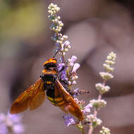 Image de Megascolia maculata (Drury 1773)