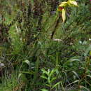 Image of Tillandsia lajensis André