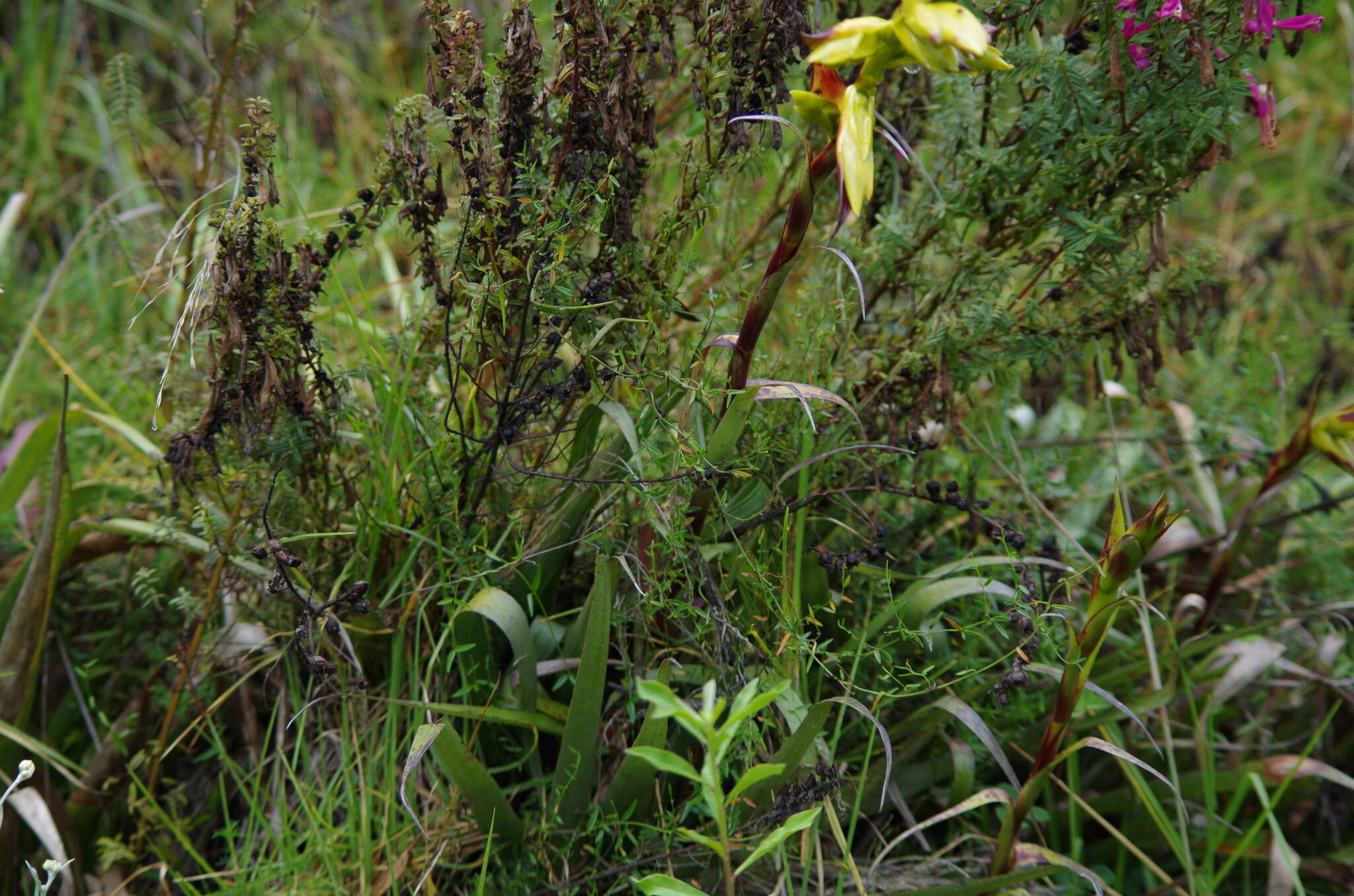 Image of Tillandsia lajensis André