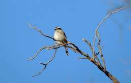 Ochthoeca leucophrys (d'Orbigny & Lafresnaye 1837)的圖片