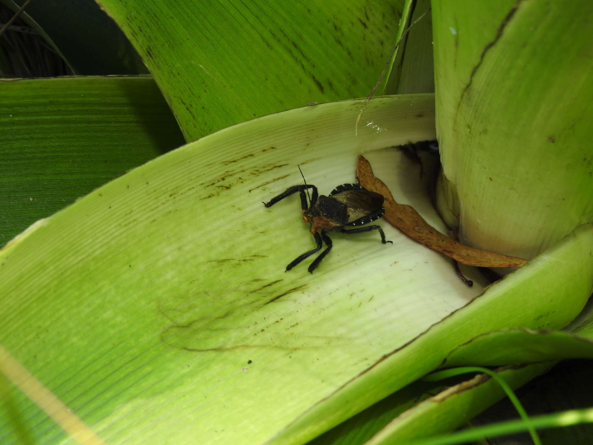 Plancia ëd Apiomerus lanipes (Fabricius 1803)