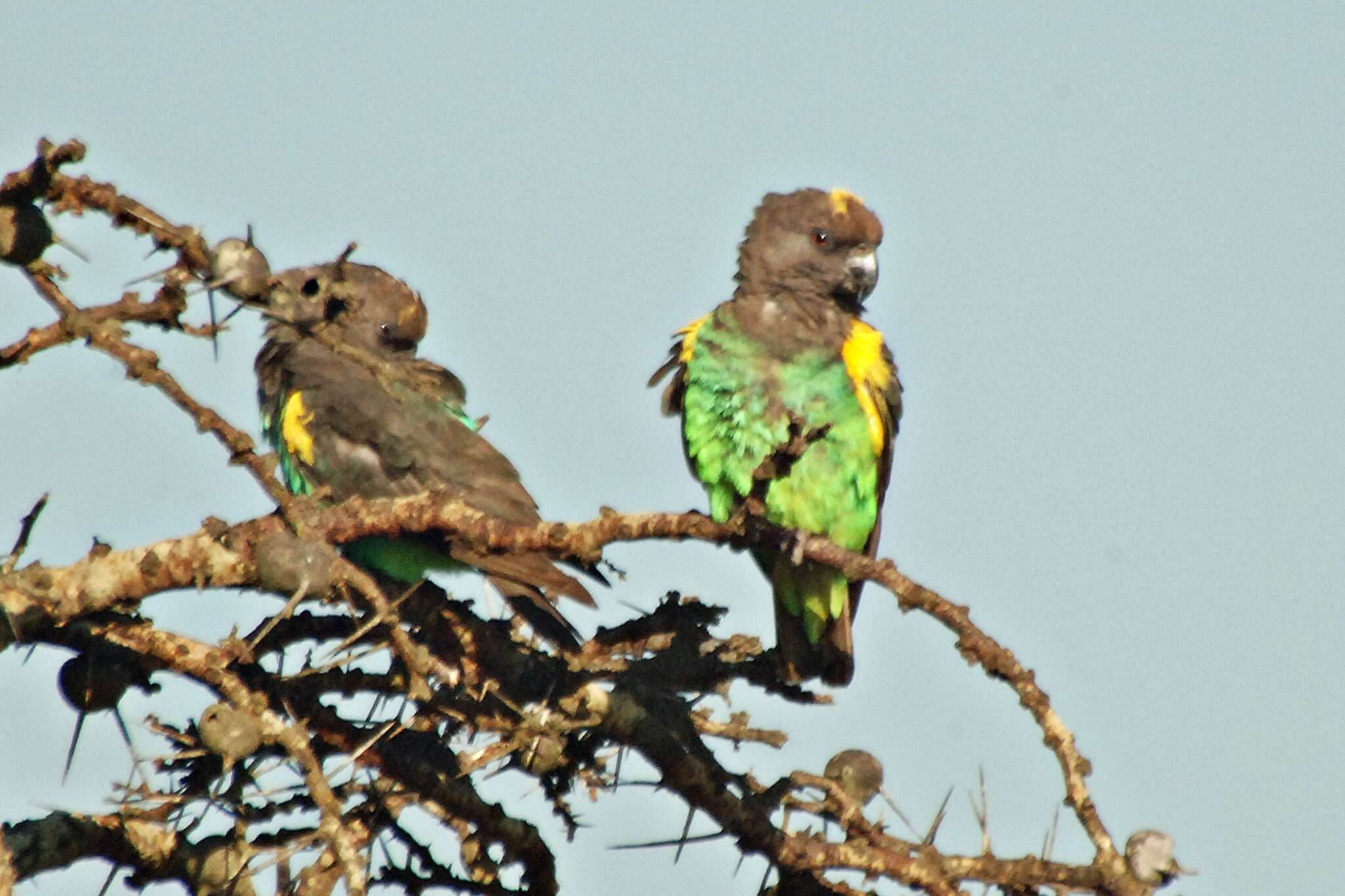 Image of Brown Parrot