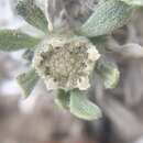 Sivun Parthenium ligulatum (M. E. Jones) Barneby kuva