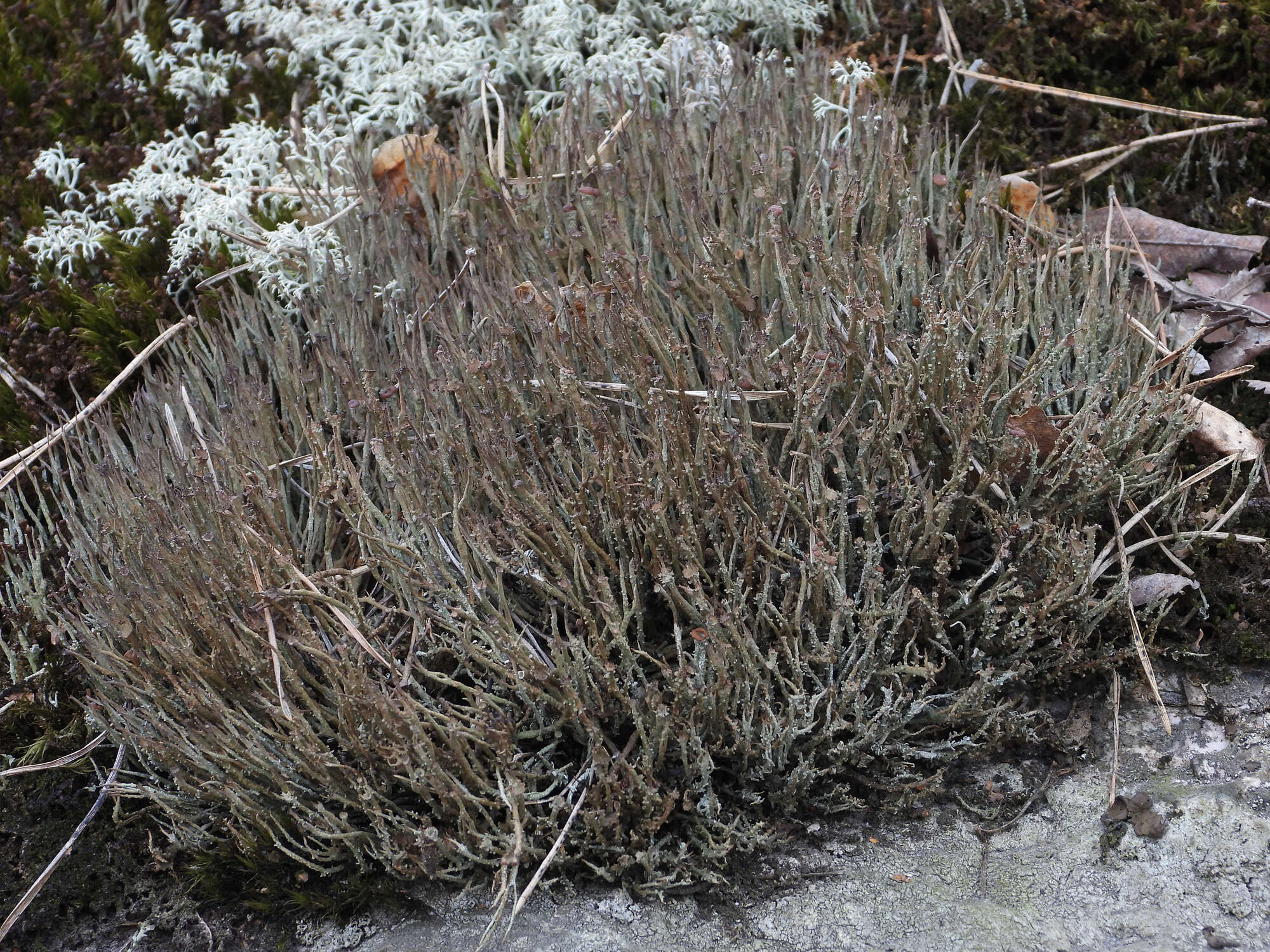 Image of cup lichen