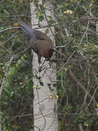 Image of Rufous-headed Chachalaca