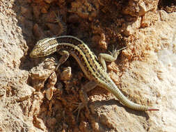 Image of Anatolian Lizard