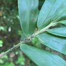 Слика од Bambusa pachinensis Hayata