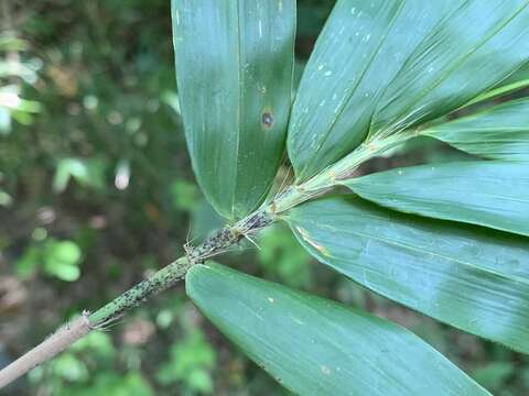 Image of Bambusa pachinensis Hayata