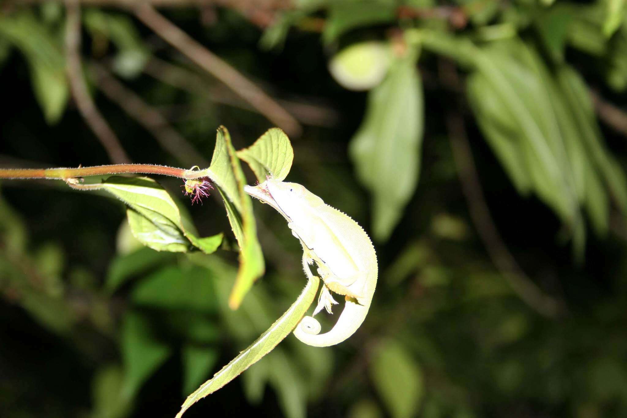 Image of Perinet chameleon