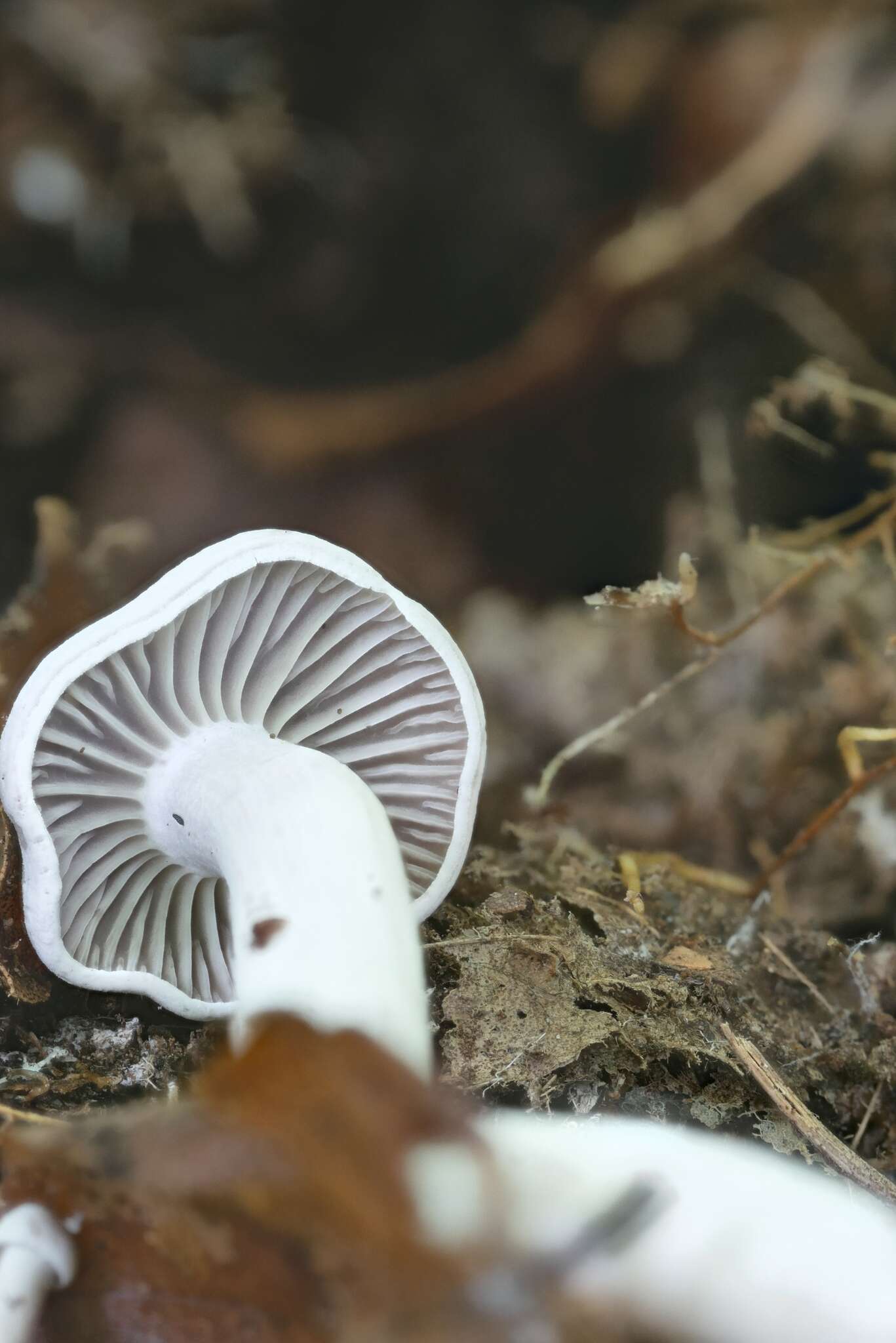 Image of Cuphophyllus canescens (A. H. Sm. & Hesler) Bon 1990