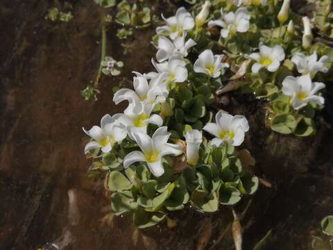 Image of Oxalis natans L. fil.