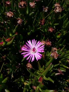 Imagem de Lampranthus aduncus (Haw.) N. E. Br.