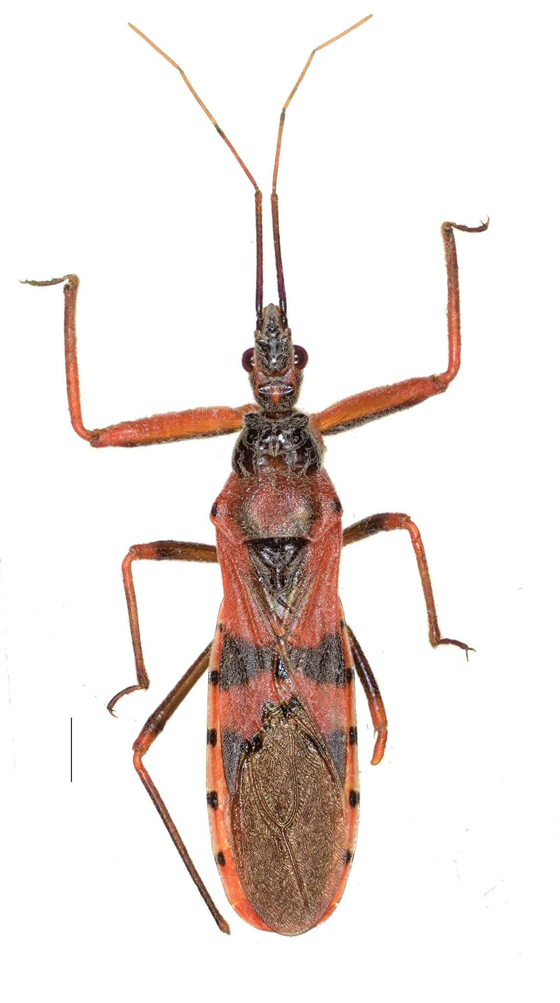 Image of Callistodema fasciata (Kolenati 1856)