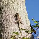 Imagem de Sceloporus edwardtaylori Smith 1936