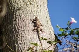 Image of Taylor's Spiny Lizard