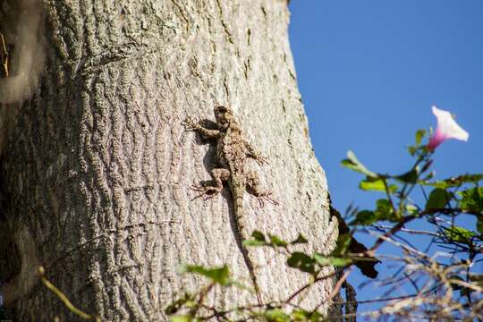 Imagem de Sceloporus edwardtaylori Smith 1936